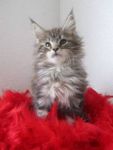 Adorable femelle maine coon