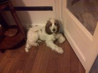 Cocker anglais 8 mois adorable