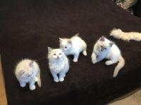 Adorable chaton Ragdoll a donner