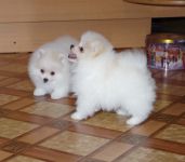 Adorables chiots Spitz Nain