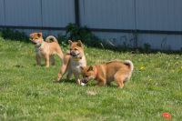 Chiots shiba inu mle et femelle