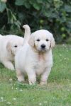 Chiots Golden Retriever