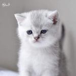 Chatons British shorthair