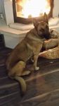 Malinois