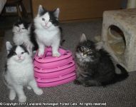 Magnifiques chatons Norvgien a donner