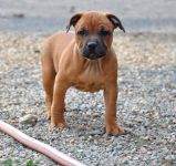 Chiot Male Staffordshire Bull Terrier