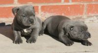 A donner 5 staffordshire bull terrier