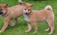 4 adorable chiots shiba