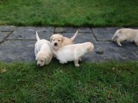 adorables chiots Golden Labrador non lof