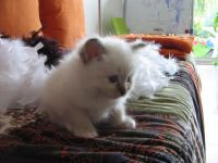 Chats - chatons sacre de birmanie