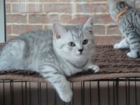 Adorable chatons British shorthair A Donner