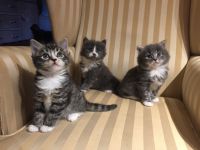 chatons maine coon a donner