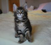 Magnifiques chatons maine coon