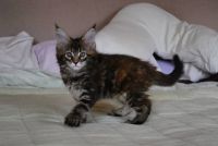 Magnifiques chatons maine coon