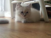 Chatons Ragdoll de 3 moins a donner contre bon soi