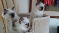 chatons sacre de birmanie loof