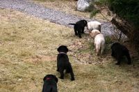 Chiots Labrador disponible