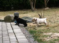 Chiots Labrador disponible