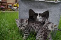 Adorable chatons British shorthair A Donner