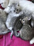 Adorable chatons British shorthair A Donner