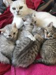 Adorable chatons British shorthair A Donner