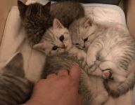 Chatons British shorthair A Donner