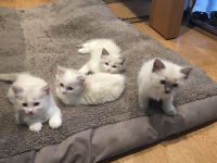 chatons Ragdoll  donner contre bon soin