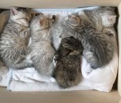 Chatons British shorthair A Donner