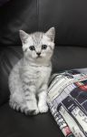 Chatons British shorthair A Donner