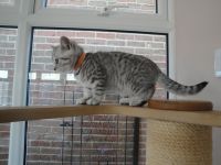 Chatons British shorthair A Donner