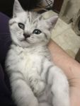 Chatons British shorthair A Donner