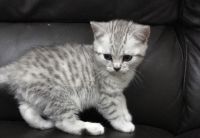 Chatons British shorthair A Donner