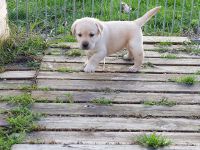 Disponible de suite ! chiot Labradord  confier en