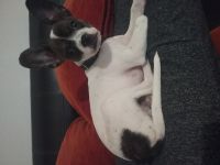 Jack russel crois bouledogue francais