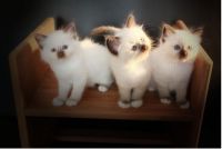 Adorable Chatons Sacr de Birmanie disponibles a D