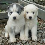 aimables chiots husky
