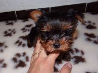A DONNER TRES JOLIE CHIOT YORKSHIRE TERRIE