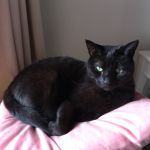 2 Chats adultes amicaux