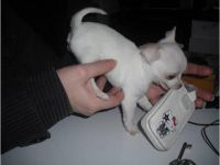 Chiot type chihuahua femelle  donner