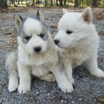 aimables chiots husky