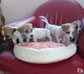 Chiots jack russel disponible, LOF