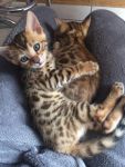 a adopter de suite nos chaton bengal