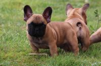 Chiot bouledogue franais mle