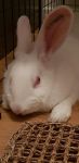 Juno jeune lapine de labo cherche parrain/marraine