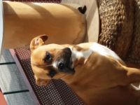 Boxer croiser