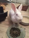 Joy, jeune lapine de labo cherche parrain/marraine