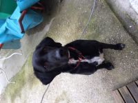 labrador crois pagneul