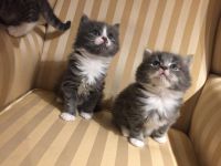 Chatons maine coon disponible