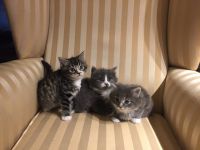 chatons maine coon a donner