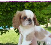 A donner 3 chiots Cavalier King Charles